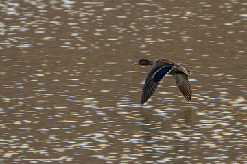 A duck glides gracefully in flight over a serene river, wings spread wide against the sky. Captured on a safari game drive, this shot highlights the bird’s agility and the beauty of African waterways