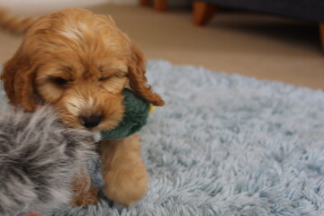 up close of a puppy playing with a toy