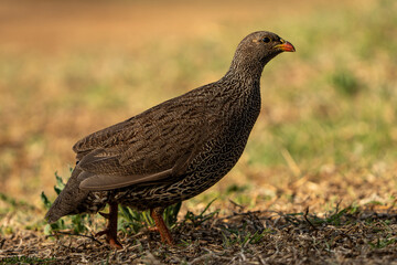 A low-angle shot of a ground pheasant running gracefully through soft light, captured during a safari game drive in the African bushveld. The warm lighting emphasizes the bird’s swift movements 