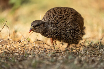 A low-angle shot of a ground pheasant running gracefully through soft light, captured during a safari game drive in the African bushveld. The warm lighting emphasizes the bird’s swift movements 