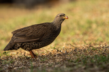 A low-angle shot of a ground pheasant running gracefully through soft light, captured during a safari game drive in the African bushveld. The warm lighting emphasizes the bird’s swift movements 