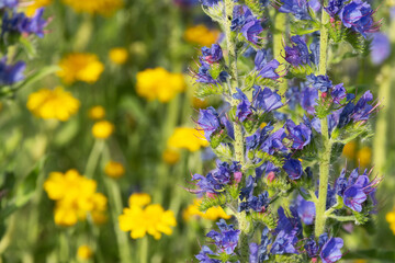 Obraz premium Closeup of a beautiful Viper's bugloss and Golden marguerite in the background flowering on a dry meadow in Estonia, Northern Europe
