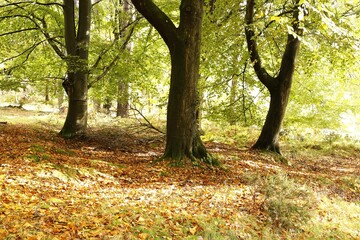 Fototapeta premium autumn in the forest