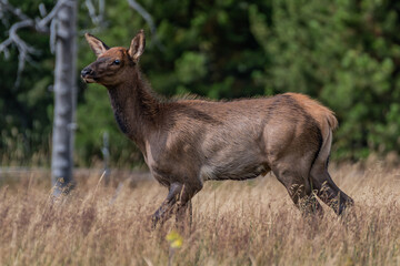 Elk at the edge of a pine forset in the western united states