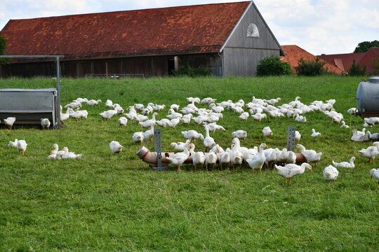 Enten in Freilandhaltung