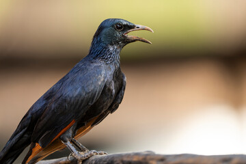 A vibrant starling bird perches on a branch, captured in the African bushveld during a safari game drive. The bird’s iridescent feathers shimmer in the natural light, showcasing its stunning beauty