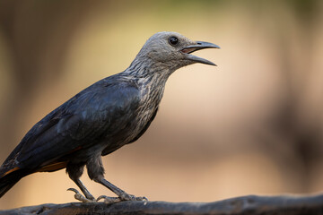 A vibrant starling bird perches on a branch, captured in the African bushveld during a safari game drive. The bird’s iridescent feathers shimmer in the natural light, showcasing its stunning beauty