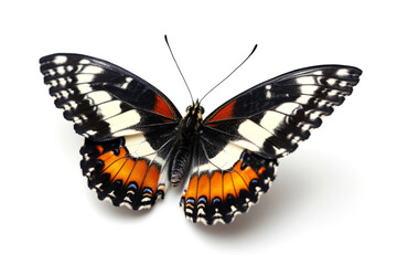 Obraz premium Butterfly showing its colorful wings