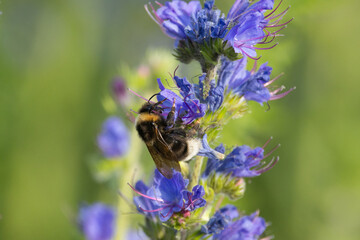 Bumblebee pollinating a blooming Common viper's-bugloss on a sunny meadow in Estonia, Northern Europe