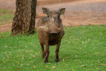 A warthog roams inside the camping grounds, exploring the area during a safari game trip in the African bushveld. The curious animal stands out against the man-made surroundings, creating a contrast 