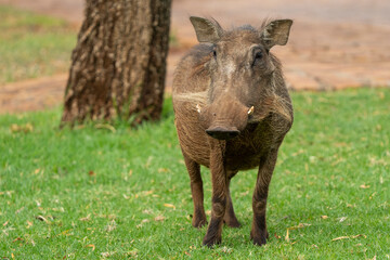 A warthog roams inside the camping grounds, exploring the area during a safari game trip in the African bushveld. The curious animal stands out against the man-made surroundings, creating a contrast 