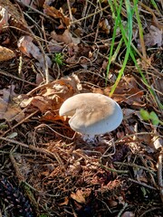 A lonely mushroom on the edge of the forest