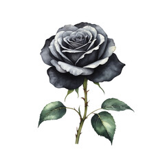 Black rose with isolated background, Watercolor black rose with isolated background, Minimalist watercolor black rose with isolated background.