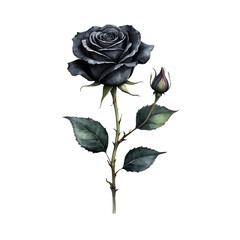 Minimalist watercolor black rose with isolated background, Black rose with isolated background, Watercolor black rose with isolated background.