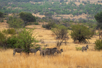 A serene scene of the African bushveld, with a herd of zebra walking peacefully through the savanna landscape. Captured on a safari game drive, this image reflects the beauty of wildlife