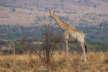 A giraffe stands among lush green trees in the African bushveld, feeding on fresh leaves. Captured during a safari game drive, the scene showcases the giraffe’s graceful reach and its natural habitat 
