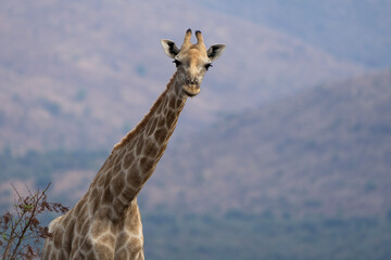 A giraffe stands among lush green trees in the African bushveld, feeding on fresh leaves. Captured during a safari game drive, the scene showcases the giraffe’s graceful reach and its natural habitat 