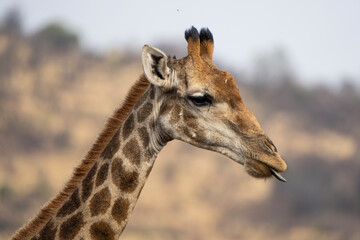 A close-up of a giraffe with its long tongue sticking out, captured during a safari game drive in the African bushveld. The giraffe’s playful expression highlights its unique and humorous behavior.
