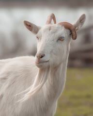 Fototapeta premium portrait of a goat