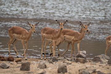 A small herd of impala antelope gathers peacefully near a river, surrounded by the natural beauty...