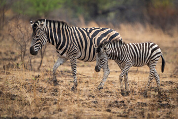 A mother zebra and her young filly stand together in an open field, gazing directly at the camera during a safari game drive in the African bushveld. The duo’s striped coats contrast beautifully.