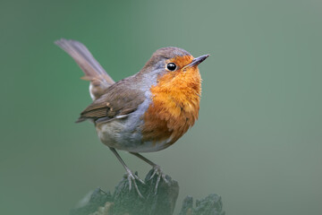 European Robin, Erithacus rubecula, orange songbird resting in Belgium forest.  Bird in natural environment.  Bird with orange breast.  