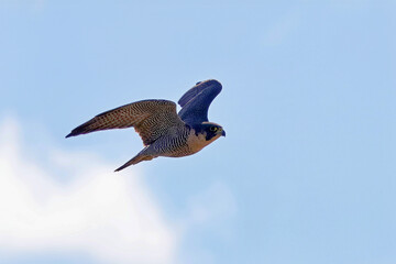 The peregrine falcon (Falco peregrinus).Adult female in flight
