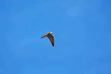 The peregrine falcon (Falco peregrinus). Young female in flight