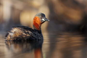 Little grebe, Tachybaptus ruficollis, Waterbird. Grebe on a pond in Slovenia by beautiful sunrise, duck in the wild nature.  Colorful sunrise.
