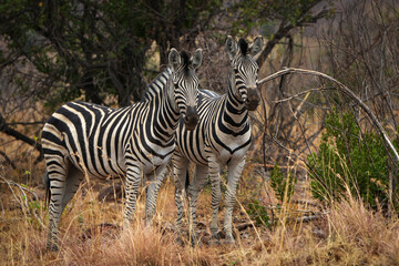 Two zebras stand closely together in the African bushveld, their striped coats blending beautifully with the natural landscape. Captured during a safari game drive, the peaceful moment 