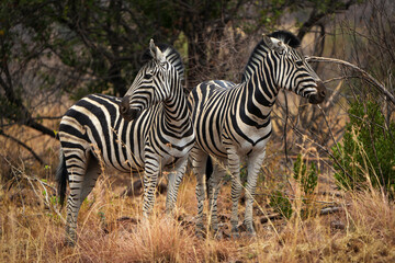 Two zebras stand closely together in the African bushveld, their striped coats blending beautifully with the natural landscape. Captured during a safari game drive, the peaceful moment 