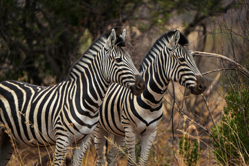 Two zebras stand closely together in the African bushveld, their striped coats blending beautifully...