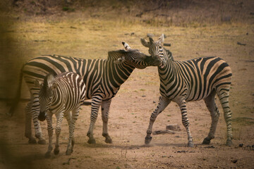 Fototapeta na wymiar Zebras fiercely battle for dominance in the African plains, captured during a safari game drive. The powerful scene showcases their strength and determination as they clash in a fight for leadership.