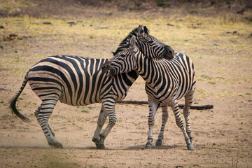 Zebras fiercely battle for dominance in the African plains, captured during a safari game drive. The powerful scene showcases their strength and determination as they clash in a fight for leadership.
