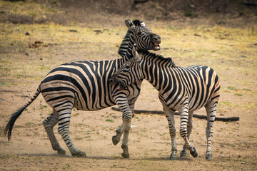 Zebras fiercely battle for dominance in the African plains, captured during a safari game drive. The powerful scene showcases their strength and determination as they clash in a fight for leadership.