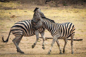 Zebras fiercely battle for dominance in the African plains, captured during a safari game drive. The powerful scene showcases their strength and determination as they clash in a fight for leadership.