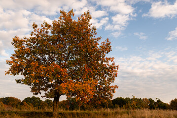 kolorowe pojedyncze drzewo jesienią