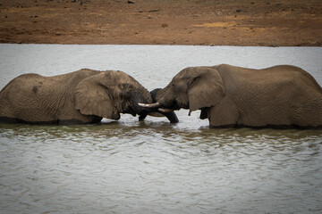 wo elephants display affectionate behavior in a waterhole, gently interacting and bonding, captured during a safari game drive in the African bushveld. Their loving connection in the water. © Phillip