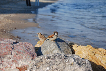 Two sparrows against the sea.
A pair of sparrows sits on a rock.