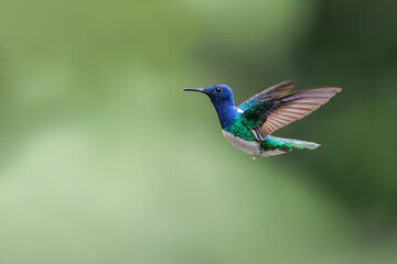 White-necked jacobin (Florisuga mellivora) in flight. Male hummingbird.  White breast.  Jungle...