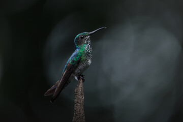 White-necked jacobin (Florisuga mellivora) perched on a branch. Female hummingbird.  White breast.  Jungle Costa Rica. Blue and white hummingbird.