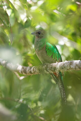 Resplendent Quetzal, Pharomachrus mocinno, from Savegre in Costa Rica. Magnificent sacred green and red bird in cloudforest. Female Quetzal.  Bird with long tail.  Bird in natural environment.