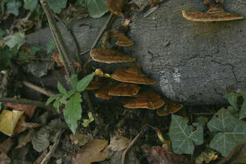 mushrooms on the tree