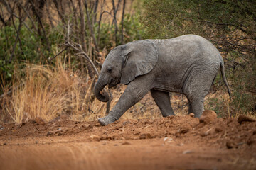 A playful baby elephant in the bush, exploring its surroundings, captured during a safari game drive in the African bushveld. The young elephant's carefree behavior showcases its joy and curiosity