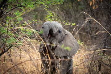 A playful baby elephant in the bush, exploring its surroundings, captured during a safari game...