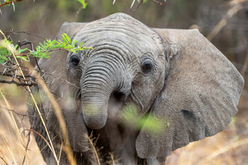 A playful baby elephant in the bush, exploring its surroundings, captured during a safari game...