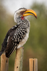 A yellow-billed hornbill forages on the ground, pecking at food, captured during a safari game drive in the African bushveld. The bird's distinctive bill and striking feathers contrast beautifully