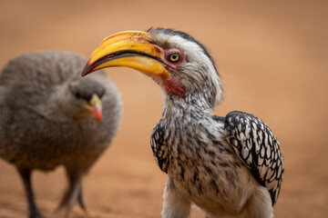 A yellow-billed hornbill forages on the ground, pecking at food, captured during a safari game drive in the African bushveld. The bird's distinctive bill and striking feathers contrast beautifully