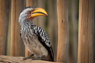 A yellow-billed hornbill forages on the ground, pecking at food, captured during a safari game drive in the African bushveld. The bird's distinctive bill and striking feathers contrast beautifully