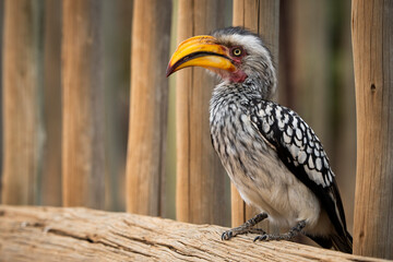 A yellow-billed hornbill forages on the ground, pecking at food, captured during a safari game drive in the African bushveld. The bird's distinctive bill and striking feathers contrast beautifully